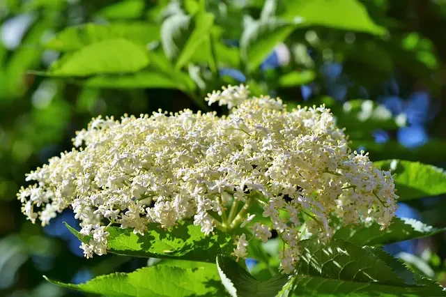 Holunderblüte