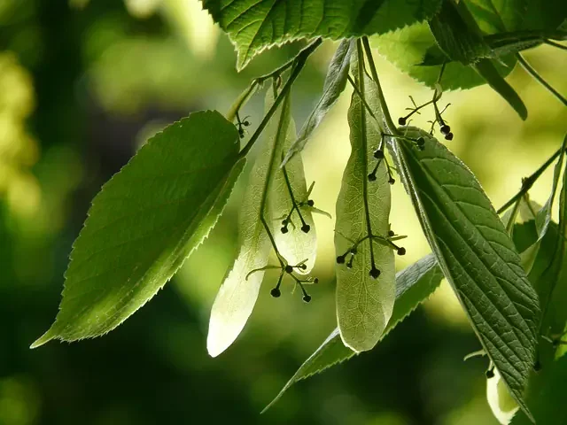Lindenblüte
