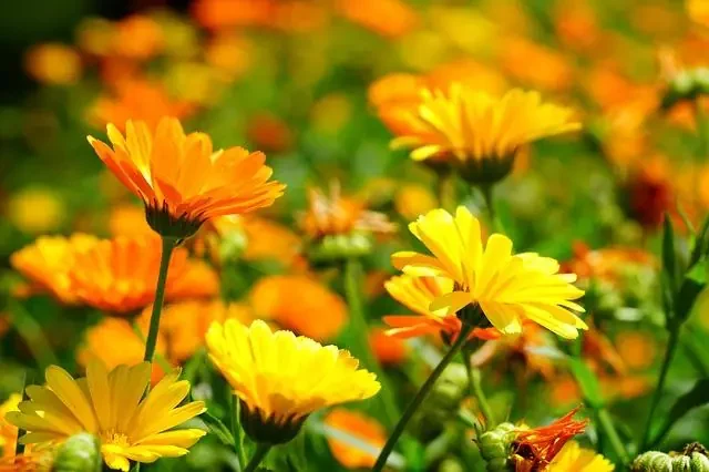 Ringelblume