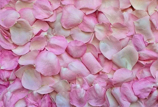 Rosenblüte