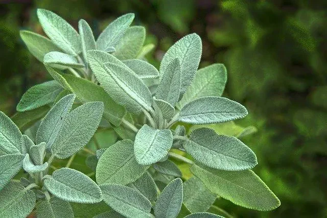 Salbei
