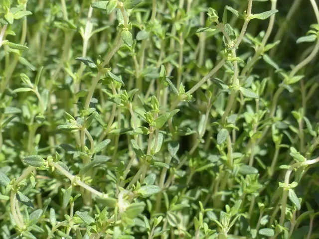 Thymian