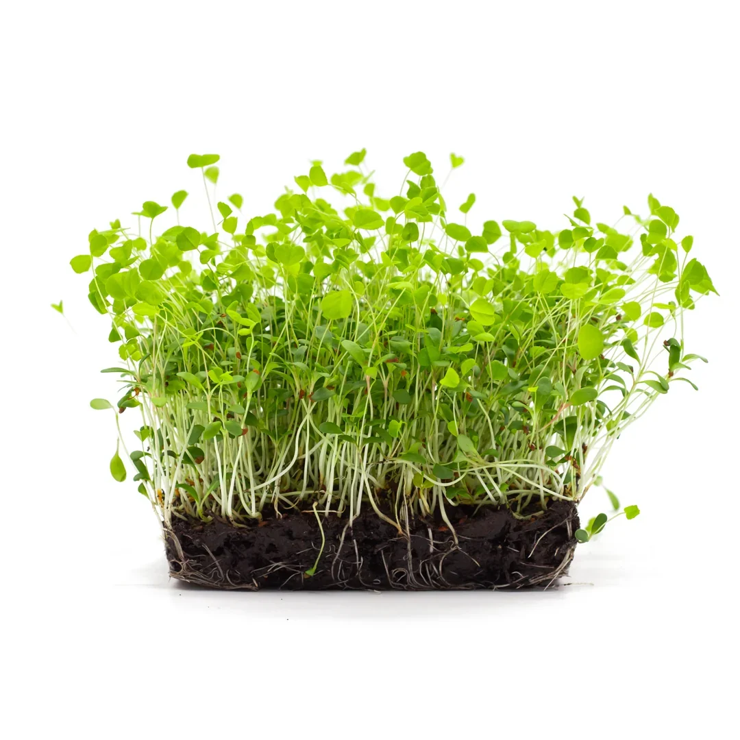 Bio Alfalfa