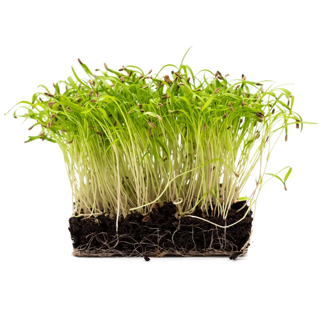 Bio Fenchel