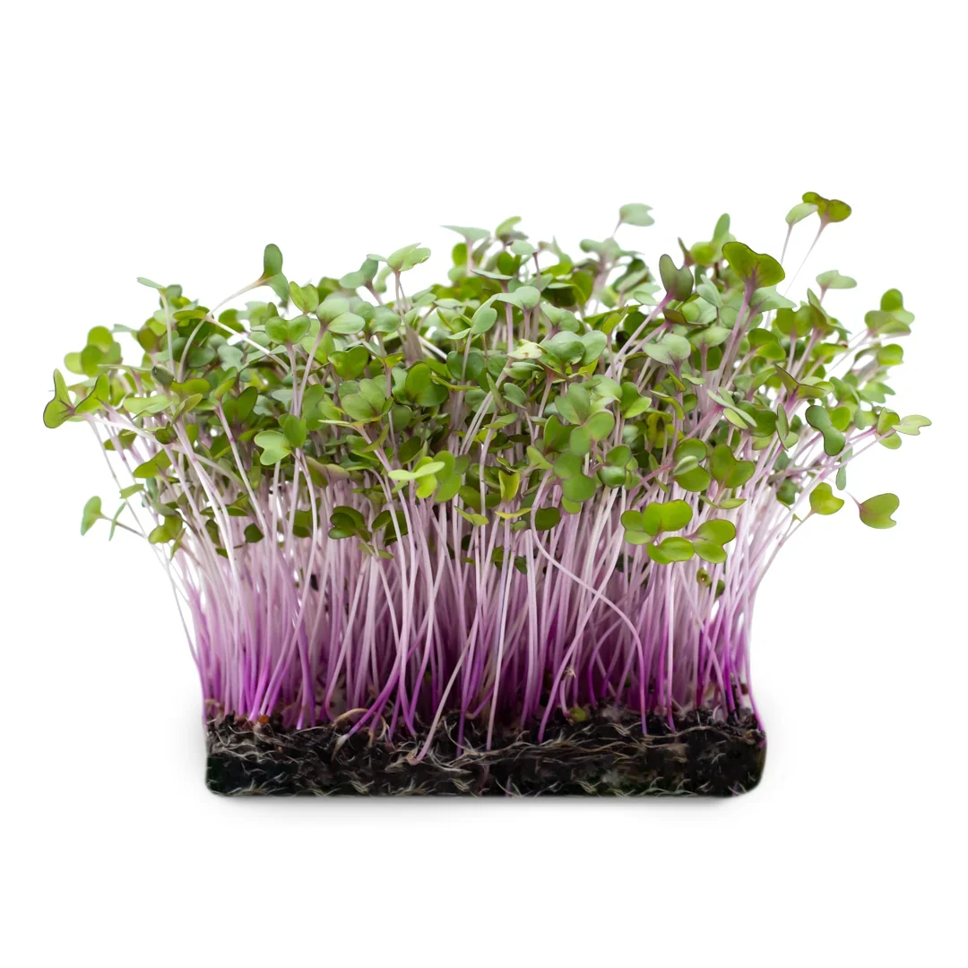 Bio Rotkohl