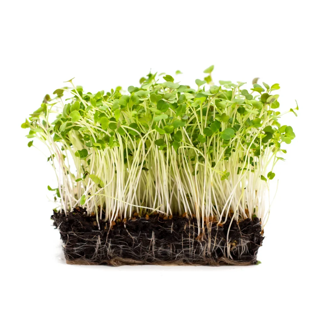 Bio Rucola