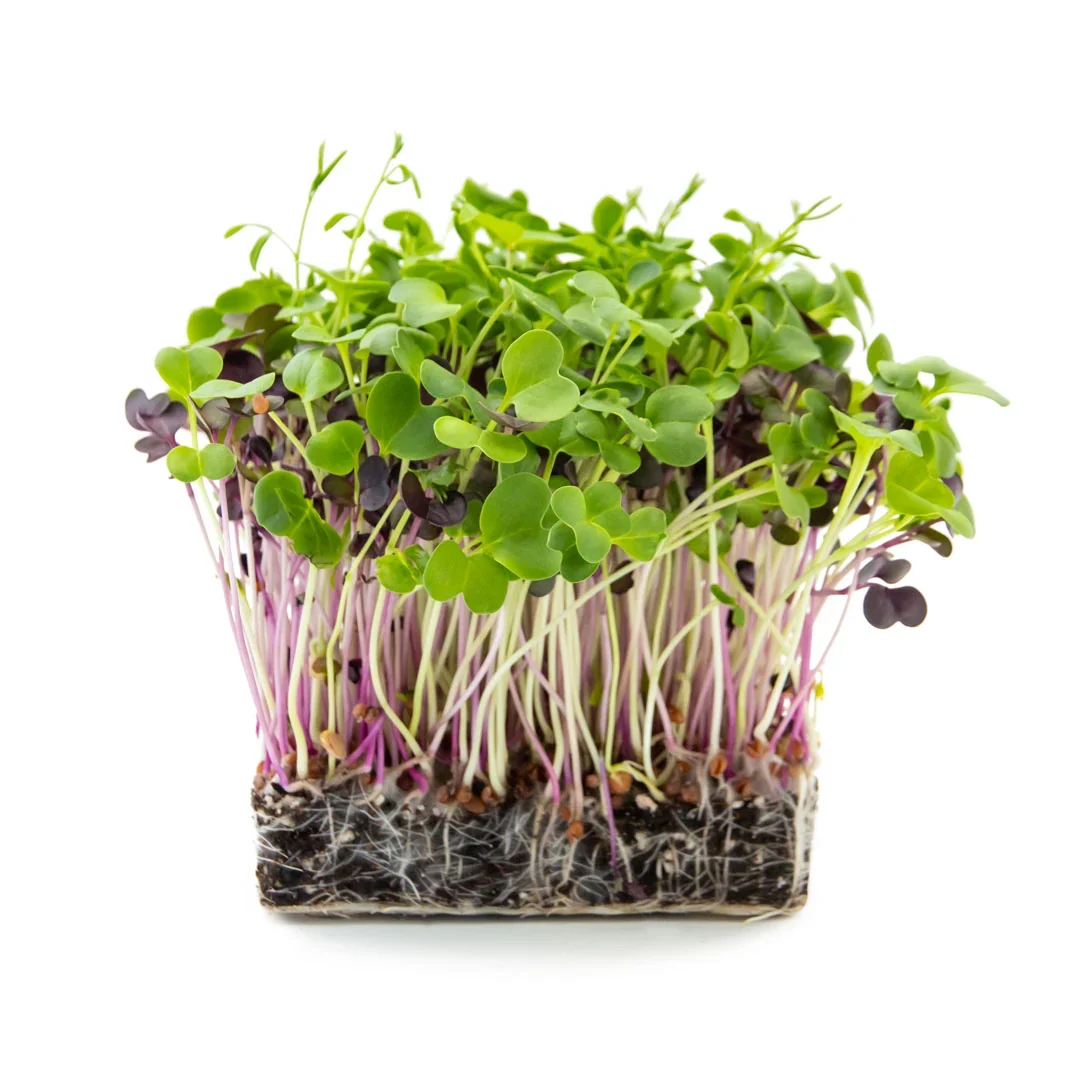 Bio Salat Mix