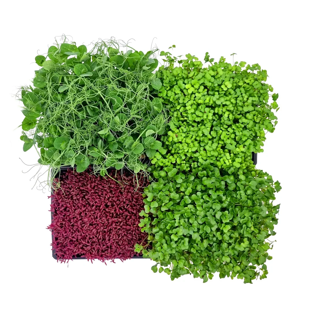 Microgreens 4er-Set Augenschmaus