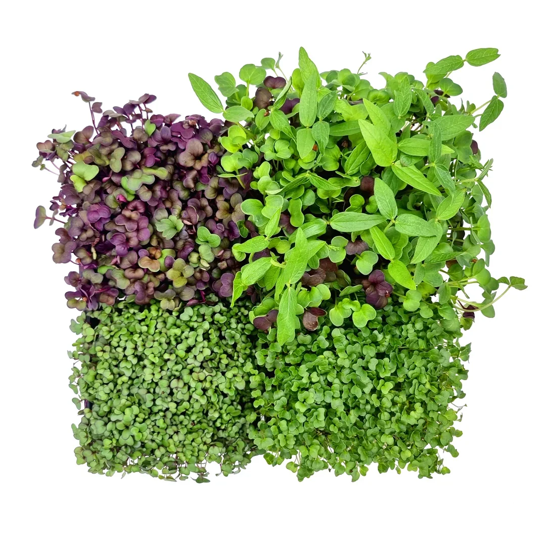 Microgreens 4er-Set Balsam