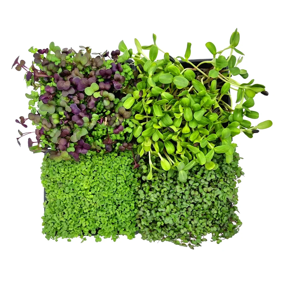 Microgreens 4er-Set Optimist