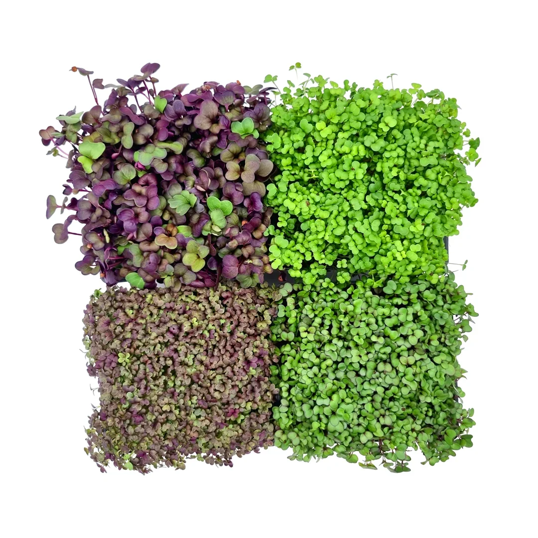 Microgreens 4er-Set Top Fit
