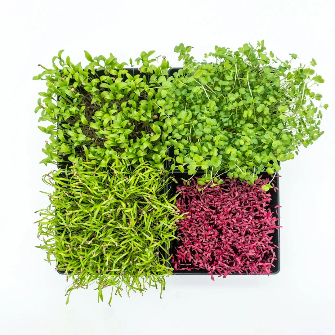Microgreens 4er-Set Überraschung