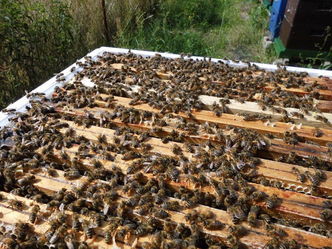 Hofbild von Imkerei zum Bienenkorb